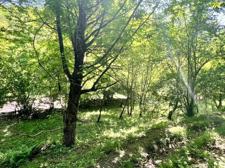 Elan №6004085 - Qəbələ, Qəbələ, 6 sot