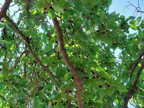 Объявление №6005500 - Баку, пос. Новханы, 150 сот