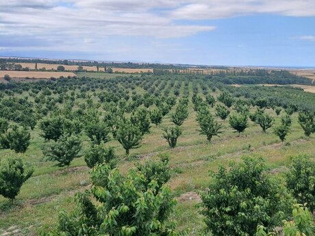 Объявление №6009372 - Гусар, Гусар, 2000 сот