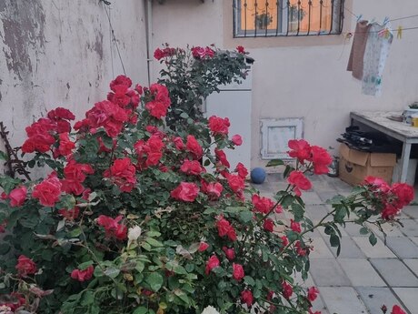 Объявление №6010477 - Баку, пос. Мехтиабад, 3-комн., 100 м²