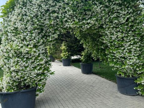 6 otaqlı həyət evi/bağ evi - Bilgəh q. - 500 m²