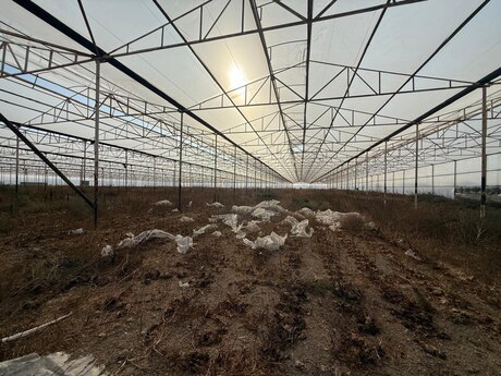 Объявление №6017542 - Баку, пос. Тюркан, 10000 м²