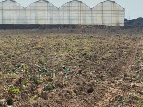 Объявление №6023539 - Баку, пос. Бузовна, 1500 сот