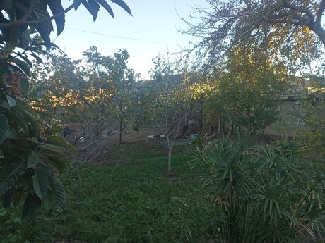 Elan №6023842 - Bakı, Qala q., 8 sot