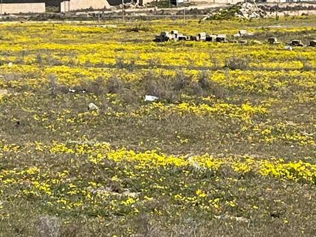 Объявление №6024825 - Баку, пос. Дюбенди, 9.5 сот