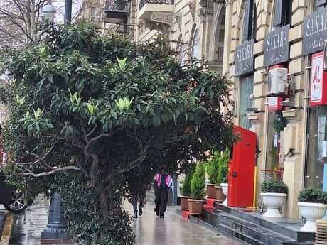 2 otaqlı köhnə tikili - İçəri Şəhər m. - 60 m²