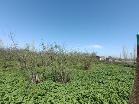 Torpaq - Xaçmaz - 18.5 sot