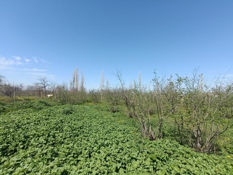 Объявление №6030516 - Хачмаз, Хачмаз, 18.5 сот