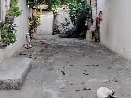 Объявление №6030765 - Баку, м. Насими, 4 сот