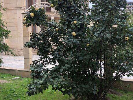 House with Garden, Villa For Sale