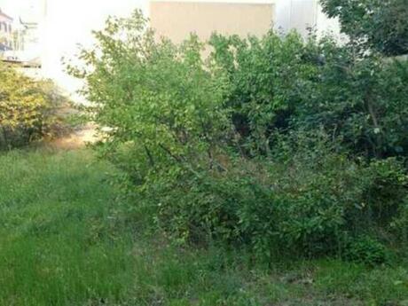 Объявление №6038763 - Баку, пос. Бадамдар, 6 сот