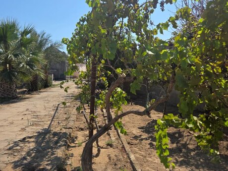 Объявление №6041684 - Баку, пос. Шувеляны, 7-комн., 180 м²