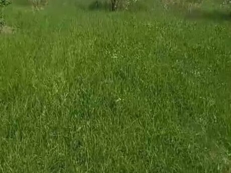 Elan №6043828 - Bakı, Mehdiabad q., 10 sot