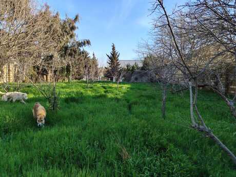 Объявление №6045146 - Баку, пос. Новханы, 24 сот