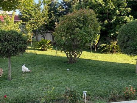 5 otaqlı həyət evi/bağ evi - Novxanı q. - 300 m²