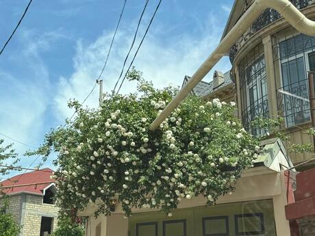 5 otaqlı həyət evi/bağ evi - Nəsimi m. - 250 m²