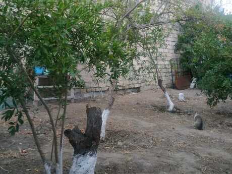 Объявление №6049113 - Баку, пос. 6-ой мкр, 4.5 сот