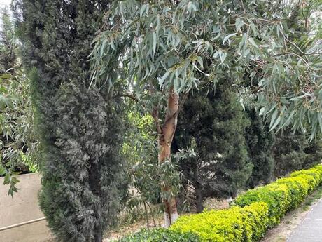 8 otaqlı həyət evi/bağ evi - Azadlıq Prospekti m. - 750 m²