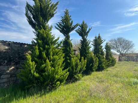 Объявление №6056200 - Баку, пос. Sea Breeze, 25 сот