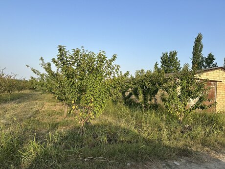 Torpaq - Xaçmaz - 200 sot