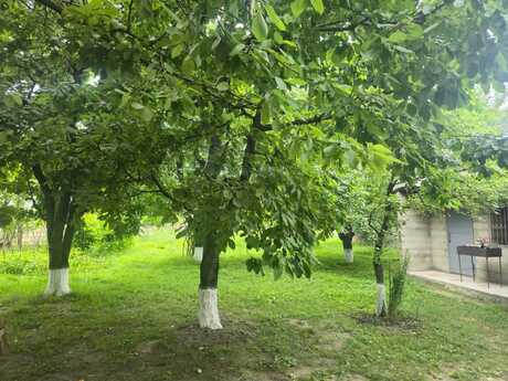 2 otaqlı həyət evi/bağ evi - Quba - 40 m²