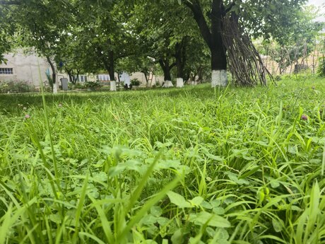 2 otaqlı həyət evi/bağ evi - Quba - 40 m²