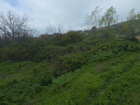 Torpaq - Şamaxı - 11 sot