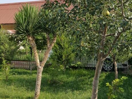 5 otaqlı həyət evi/bağ evi - Türkan q. - 300 m²