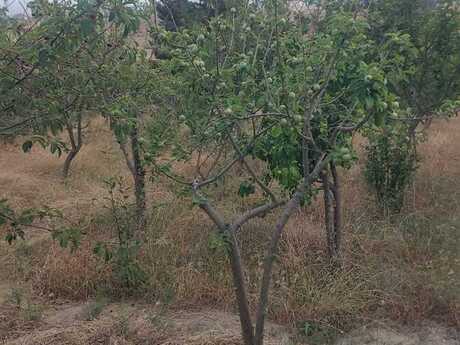 6 otaqlı həyət evi/bağ evi - Novxanı q. - 250 m²