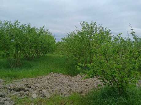 Elan №6060673 - Xaçmaz, Xaçmaz, 1.3 sot