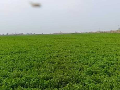 Torpaq - Sabirabad - 24 sot