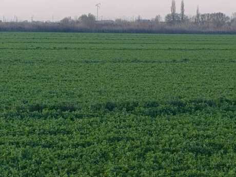 Torpaq - Sabirabad - 24 sot