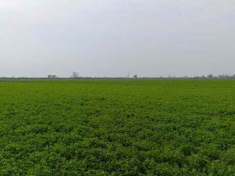 Torpaq - Sabirabad - 24 sot