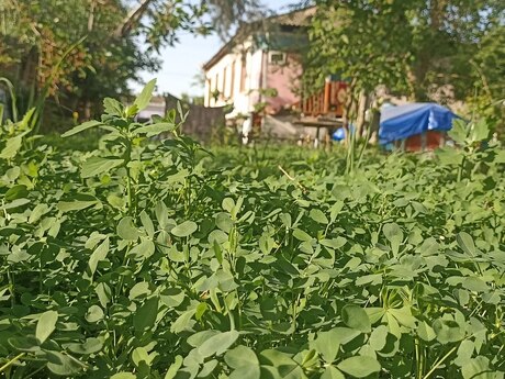 3 otaqlı həyət evi/bağ evi - Yevlax - 120 m²