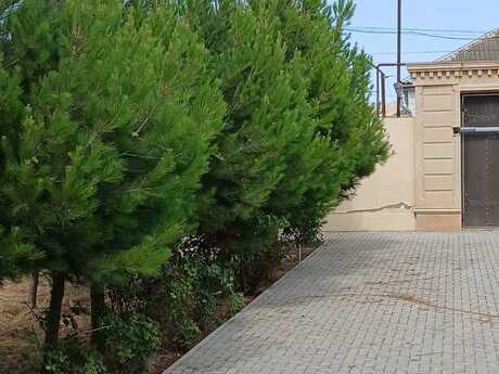 6 otaqlı həyət evi/bağ evi - Novxanı q. - 400 m²