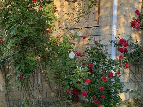 5 otaqlı həyət evi/bağ evi - Quba - 246 m²