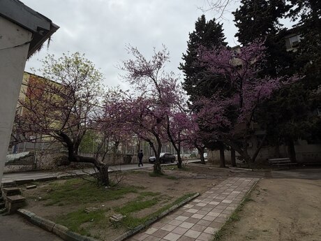 Объявление №6063817 - Баку, м. Мемар Аджеми, 3-комн., 75 м², 1/5 этаж