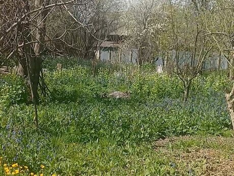 6 otaqlı həyət evi/bağ evi - İsmayıllı - 220 m²