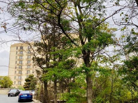 3 otaqlı köhnə tikili - İçəri Şəhər m. - 73 m²