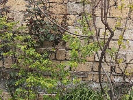 2 otaqlı həyət evi/bağ evi - Masazır q. - 40 m²