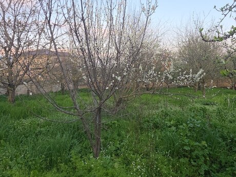 6 otaqlı həyət evi/bağ evi - Şamaxı - 200 m²