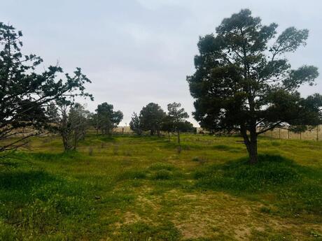 Объявление №6069249 - Баку, пос. Бина, 17 сот