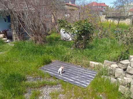 Elan №6069883 - Bakı, Badamdar q., 5.3 sot