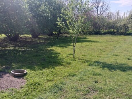 Torpaq - İsmayıllı - 30 sot