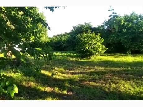 3 otaqlı həyət evi/bağ evi - Qax - 140 m²