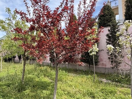 4 otaqlı həyət evi, 140 m², Qala: 165 000 ₼ 5