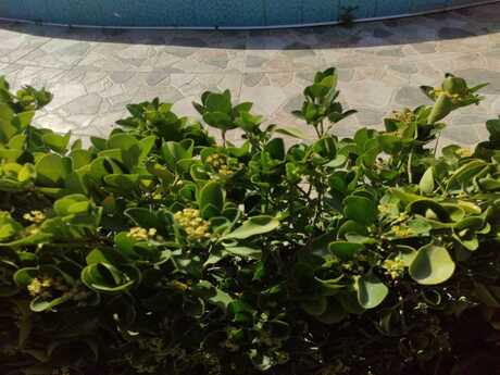 6 otaqlı həyət evi/bağ evi - Şüvəlan q. - 450 m²