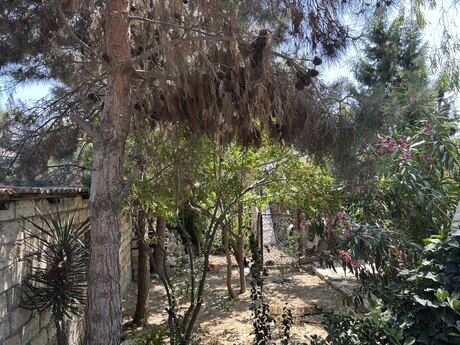4 otaqlı həyət evi/bağ evi - Buzovna q. - 150 m²