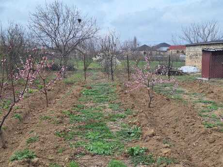 Torpaq - Şəmkir - 20 sot