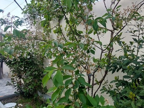 3 otaqlı həyət evi/bağ evi - Masazır q. - 90 m²